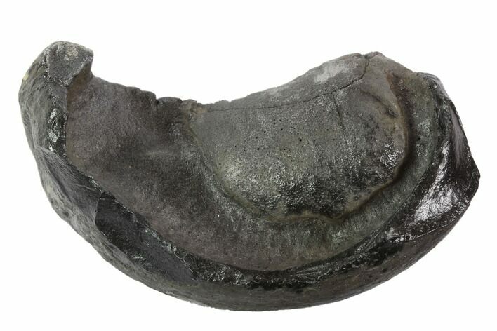 Fossil Whale Ear Bone - Miocene #95731